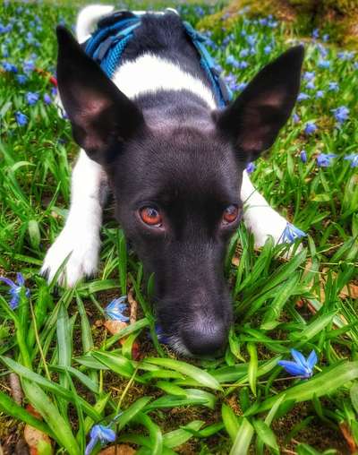 Die Dogorama Monats Challenge "Es grünt und blüht"-Beitrag-Bild