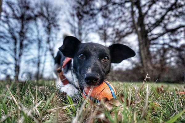 Dein Hund im Dogorama-Kalender 2021-Beitrag-Bild