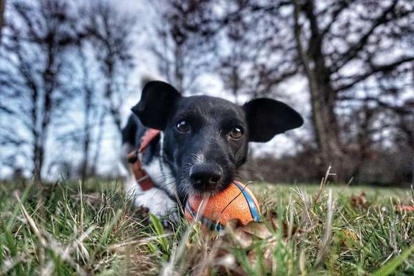 Fotochallenge No. 26                                     Wald und Wiese-Beitrag-Bild