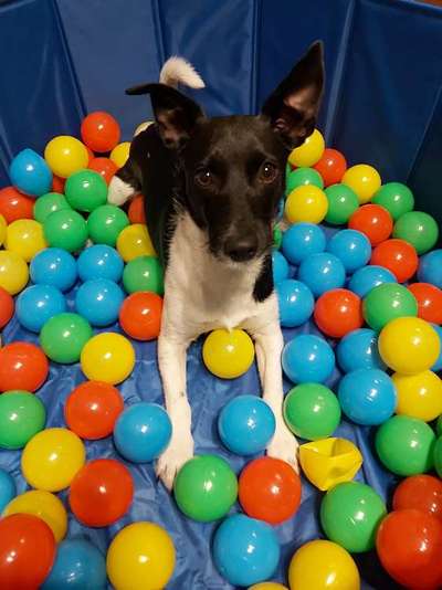 Wo sind die Jack und Parson Russell Terrier?-Beitrag-Bild