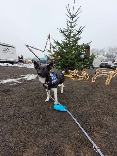 Weihnachtsmarkt mit Hund-Beitrag-Bild
