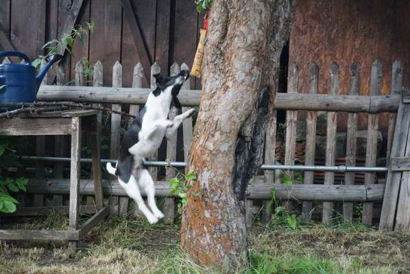 Challenge Nr. 16         Dynamik - Dein Hund in Bewegung-Beitrag-Bild