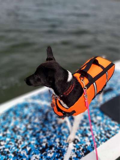 Schwimmen lernen-Beitrag-Bild