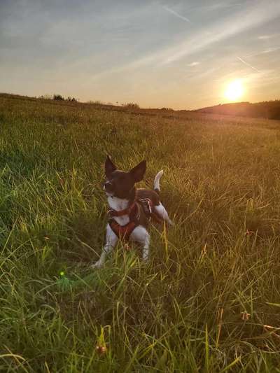 Wo sind die Jack und Parson Russell Terrier?-Beitrag-Bild