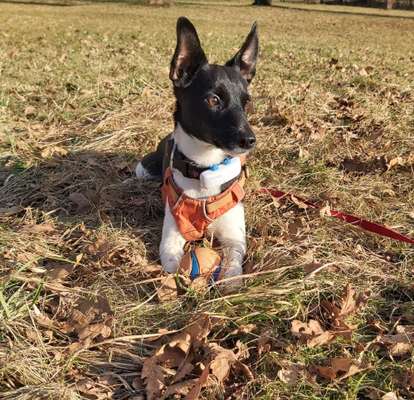 Wo sind die Jack und Parson Russell Terrier?-Beitrag-Bild