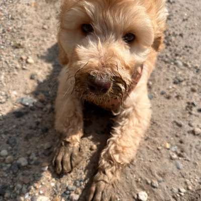 Hundetreffen-Spiel- und Gassifreunde gesucht-Bild