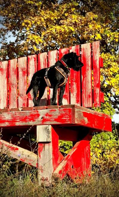 Dogorama Photo Challenge - Bänke-Beitrag-Bild