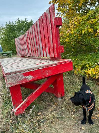 Dogorama Photo Challenge - Bänke-Beitrag-Bild