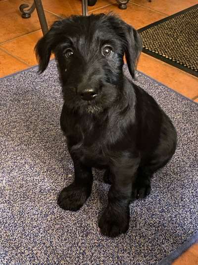 Welpen Bilder !-Beitrag-Bild