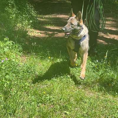 Hundetreffen-Freundschaftliches Treffen und Hunde mit der Nase arbeiten lassen-Bild