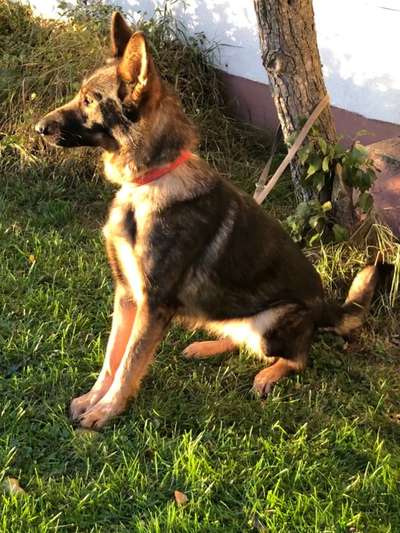 Schäferhund-Beitrag-Bild