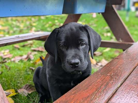 Hundetreffen-Welpentreffen-Bild