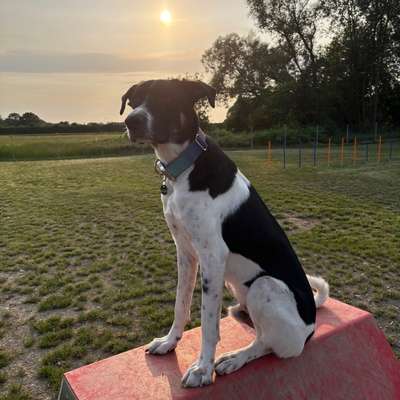 Hundetreffen-Hundewiese Feldbach-Bild