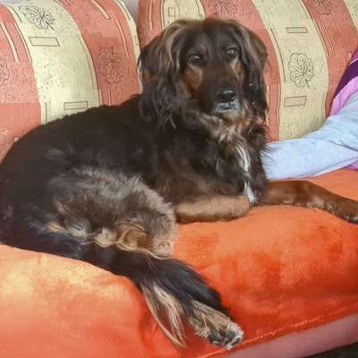 Schäferhund-Beitrag-Bild