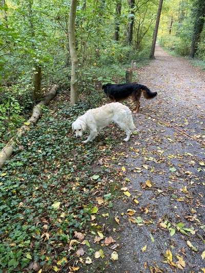 Hundetreffen-Spielen/Gassirunde-Bild