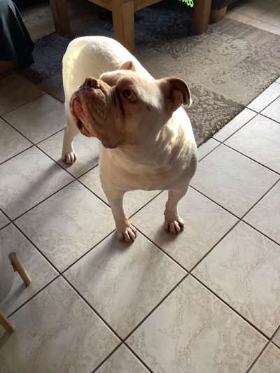 Reinrassige Hunde?-Beitrag-Bild