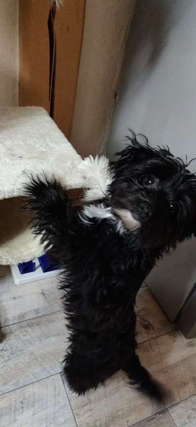 CHALLENGE NR. 19 - Der Hundeblick-Beitrag-Bild