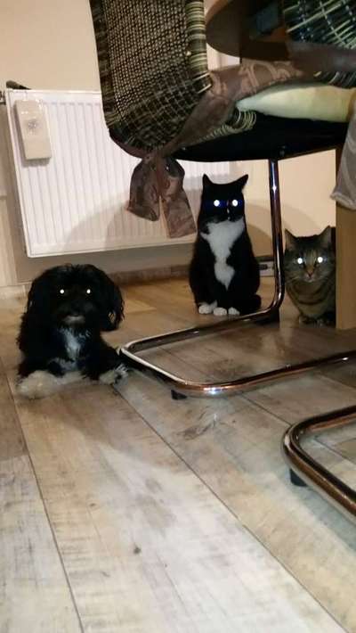 Hund und Katz Momente-Beitrag-Bild