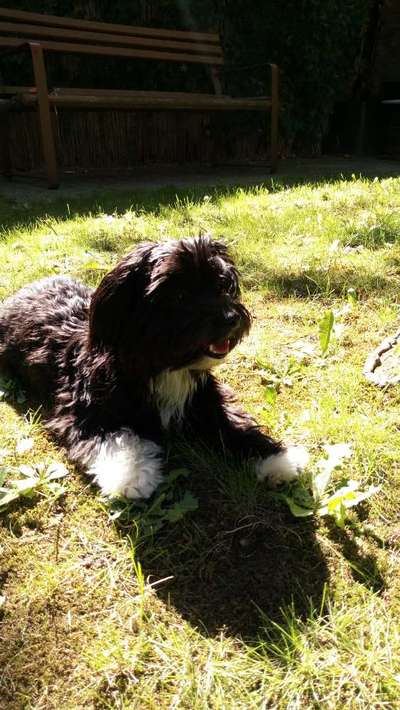 zeigt eure Hunde mit Ihren Frühlingsgefühlen:)-Beitrag-Bild