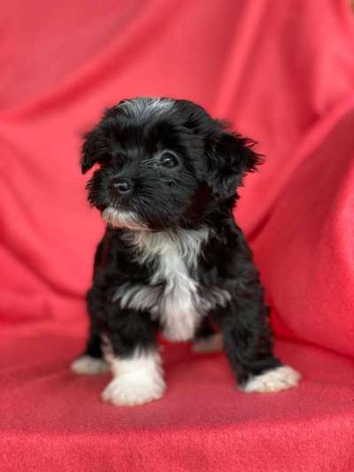 Welpen Bilder !-Beitrag-Bild