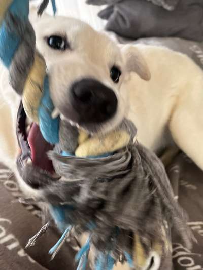 Lustigsten Grimassen von euren Hunden-Beitrag-Bild