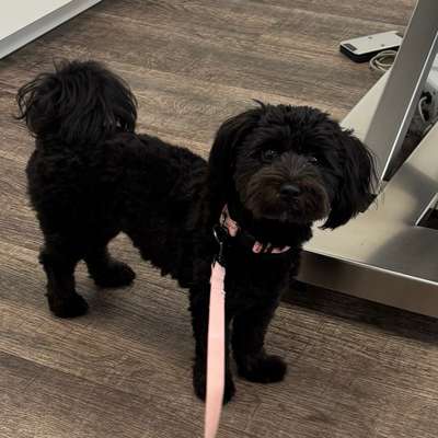 Hundetreffen-Social Walk/Gassirunde mit Trainingseinheiten-Bild