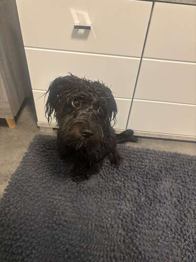 Mischlinge raten - Rätselspaß-Beitrag-Bild