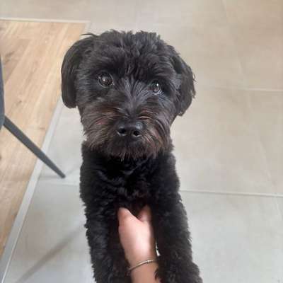 Zeigt her eure Pudel-Beitrag-Bild