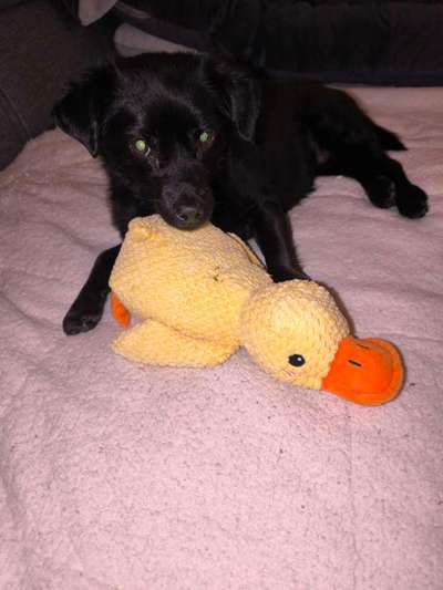 Hundetreffen-Gemeinsame Spaziergänge-Bild