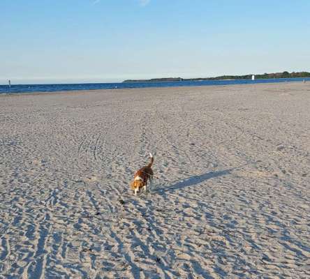 Urlaub Ost/Nordsee am Naturstrand-Beitrag-Bild