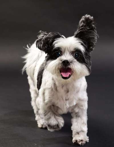 Fotochallange Nr. 57     PORTRÄT.   Beendet!!!!!!!!-Beitrag-Bild