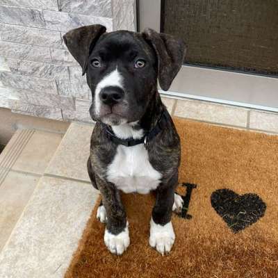 Mischlinge raten - Rätselspaß-Beitrag-Bild