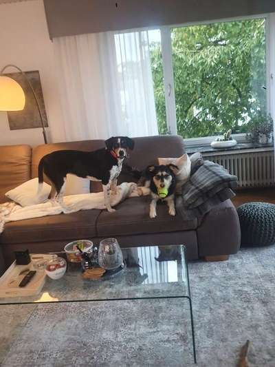 Bester Freund, Hundekumpel - zeigt her!-Beitrag-Bild