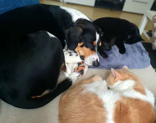 Hund und Katz Momente-Beitrag-Bild