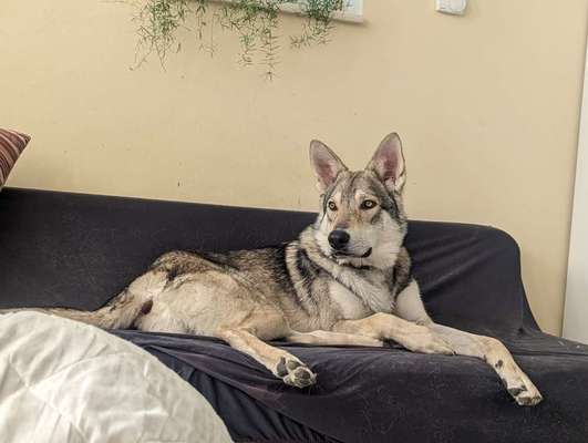 Wolfhunde Besitzer TWH oder SWH hier?-Beitrag-Bild