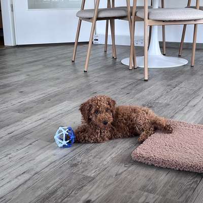 Hundetreffen-Pudelwelpenfreunde gesucht-Bild