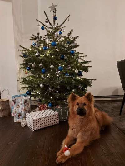 Eurasier hier?-Beitrag-Bild