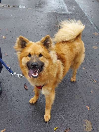 Eurasier hier?-Beitrag-Bild