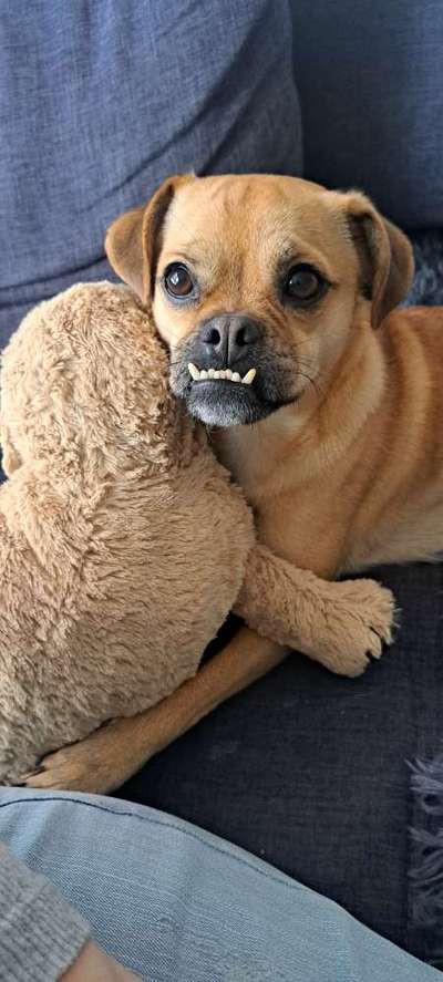 Wie kamst du zu deinem Hund?-Beitrag-Bild