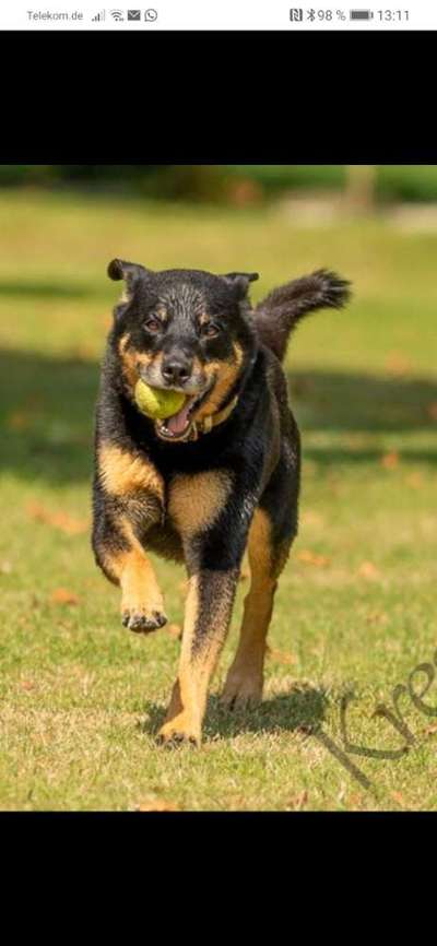 Rottweiler-Beitrag-Bild