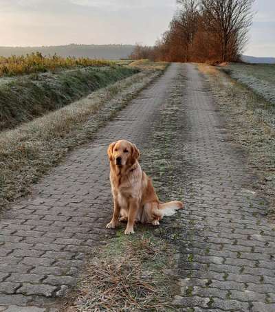 Welche Hunderasse-Beitrag-Bild