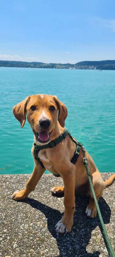 Dogorama Photo Challenge - Schattiges Plätzchen-Beitrag-Bild