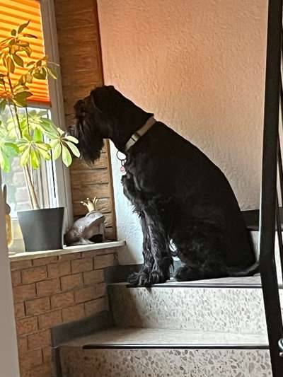 Wo sind die Riesenschnauzer?-Beitrag-Bild