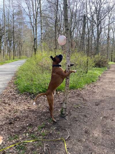 Deutsche Boxer-Beitrag-Bild