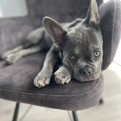 Hundetreffen-Spielkameraden gesucht-Bild