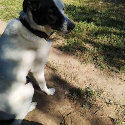 Hundetreffen-Hundewiese Hutholz-Bild