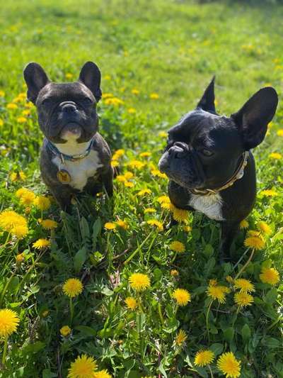 Die Dogorama Monats Challenge "Es grünt und blüht"-Beitrag-Bild