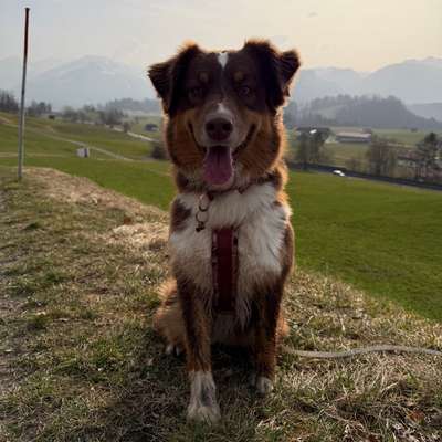 Hundetreffen-Gemeinsame Spaziergänge mit Freilauf-Bild