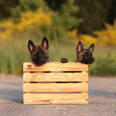 Tierfotografen-Ginaroessner.Fotografie-Bild