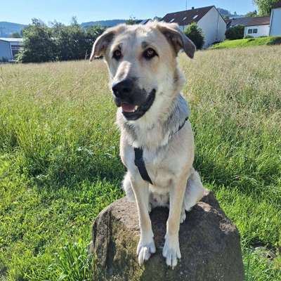 Hundetreffen-Gassirunde-Bild